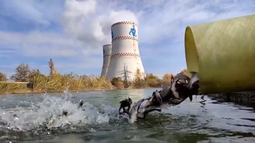 Почти 4,5 тонны молоди выпустила ростовская атомная в пруд охладитель