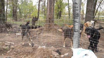 Закон об эвтаназии бродячих животных